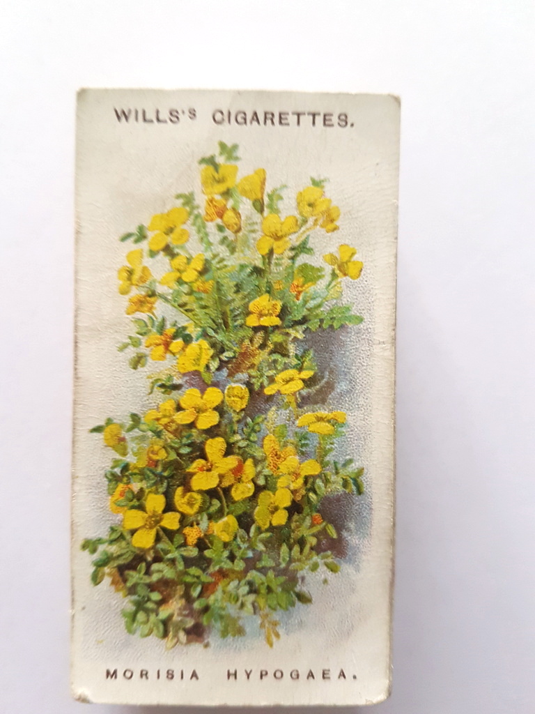 Photo of the front of these Alpine Flowers cigarette cards