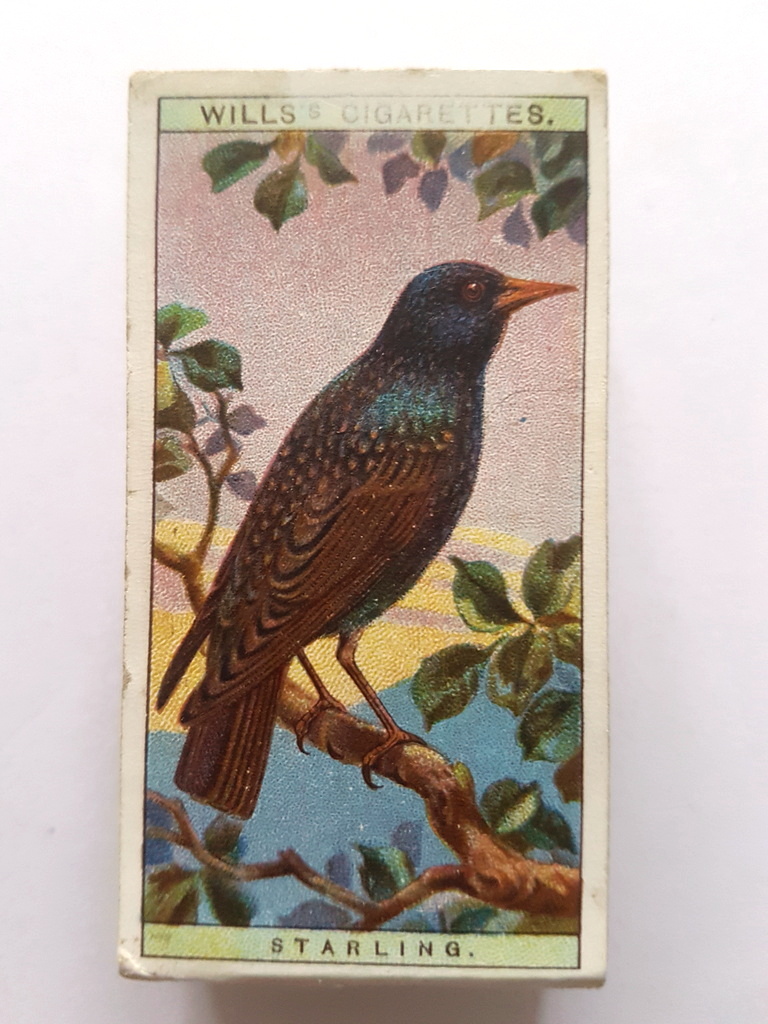 Photo of the front of these British Birds cigarette cards