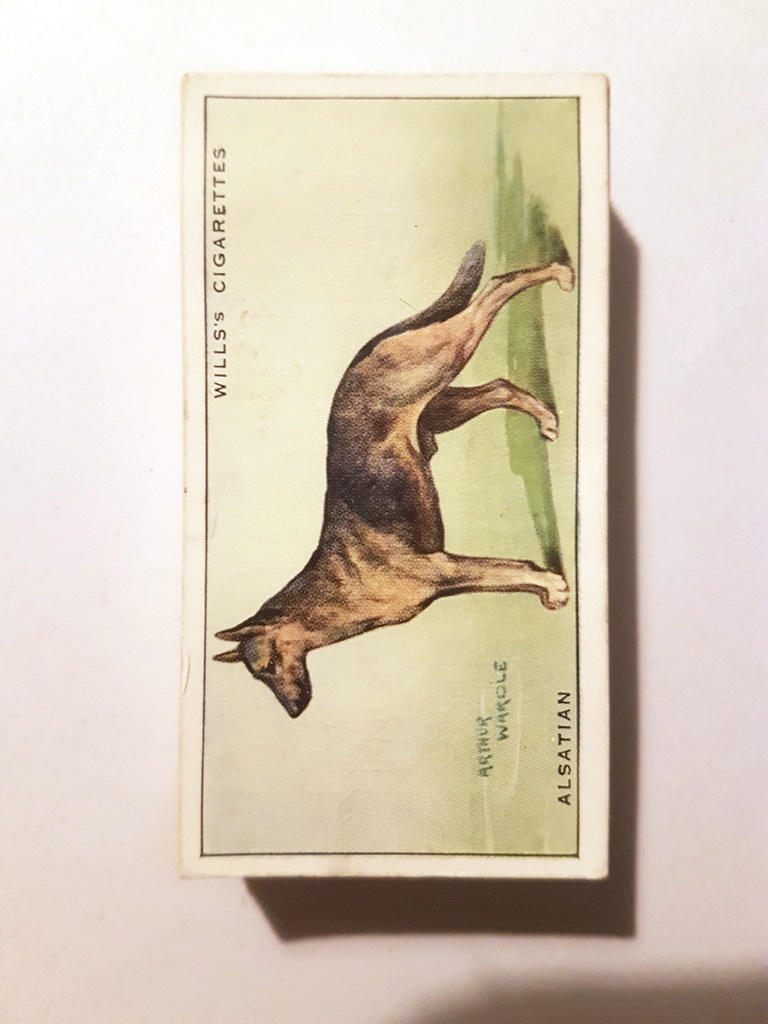 Photo of the front of these Dogs (light backgrounds) cigarette cards