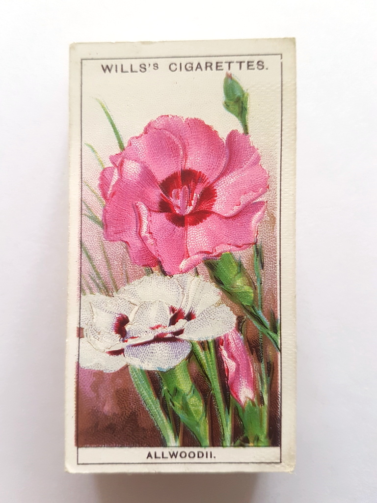 Photo of the front of these Garden Flowers (1933) cigarette cards