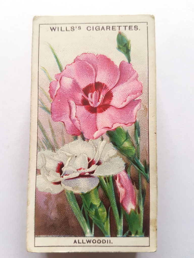 Photo of the front of these Garden Flowers (1933) cigarette cards