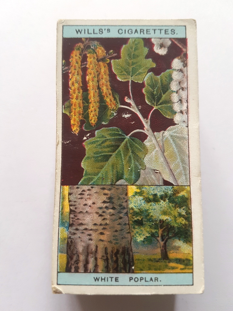 Photo of the front of these Flowering Trees & Shrubs cigarette cards