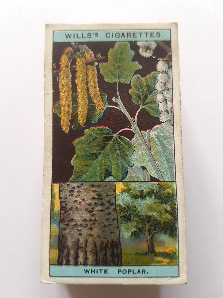 Photo of the front of these Flowering Trees & Shrubs cigarette cards