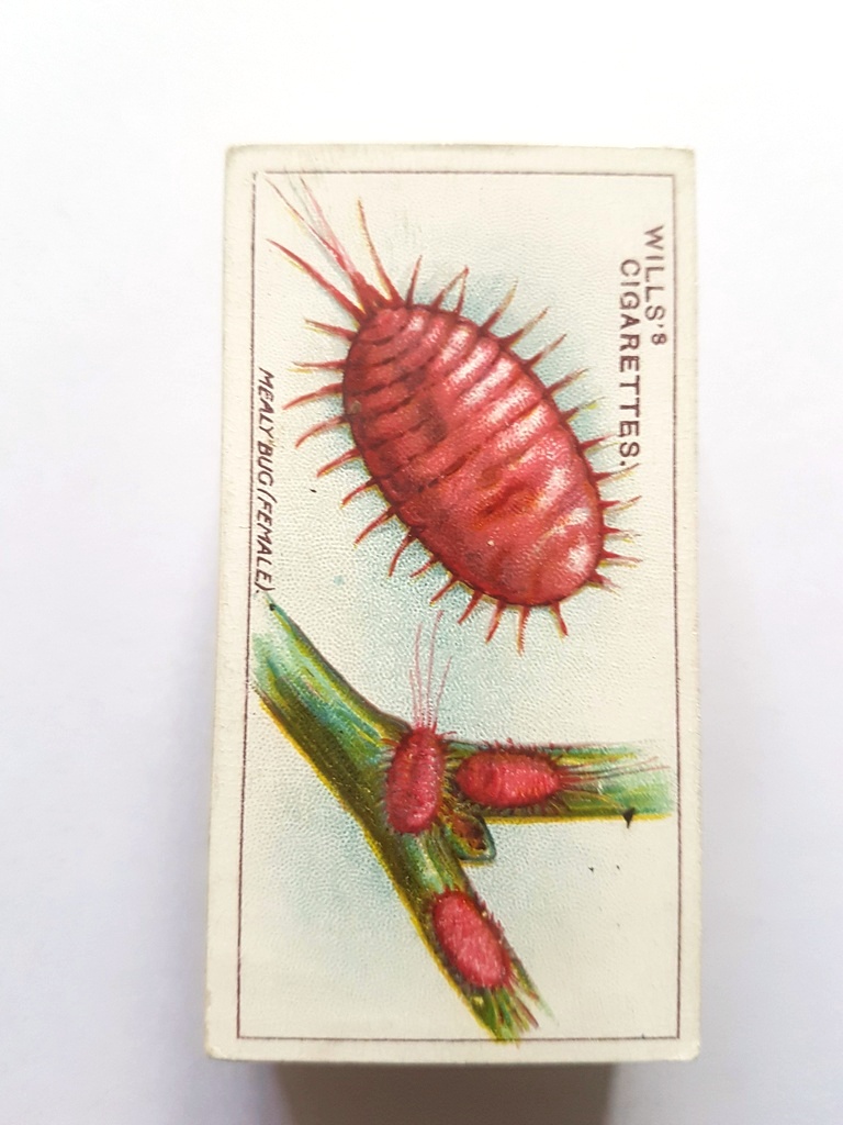 Photo of the front of these Garden Life cigarette cards