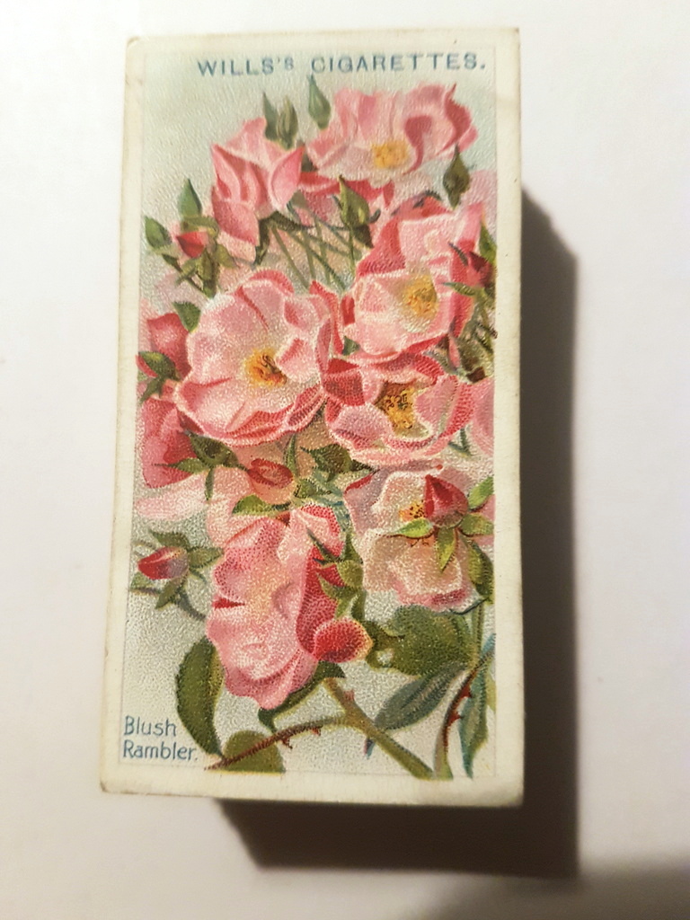 Photo of the front of these Roses (2nd) cigarette cards