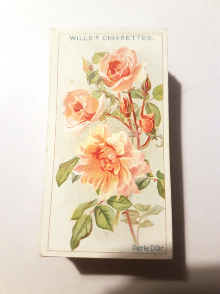 Photo of the front of these Roses (1912) cigarette cards