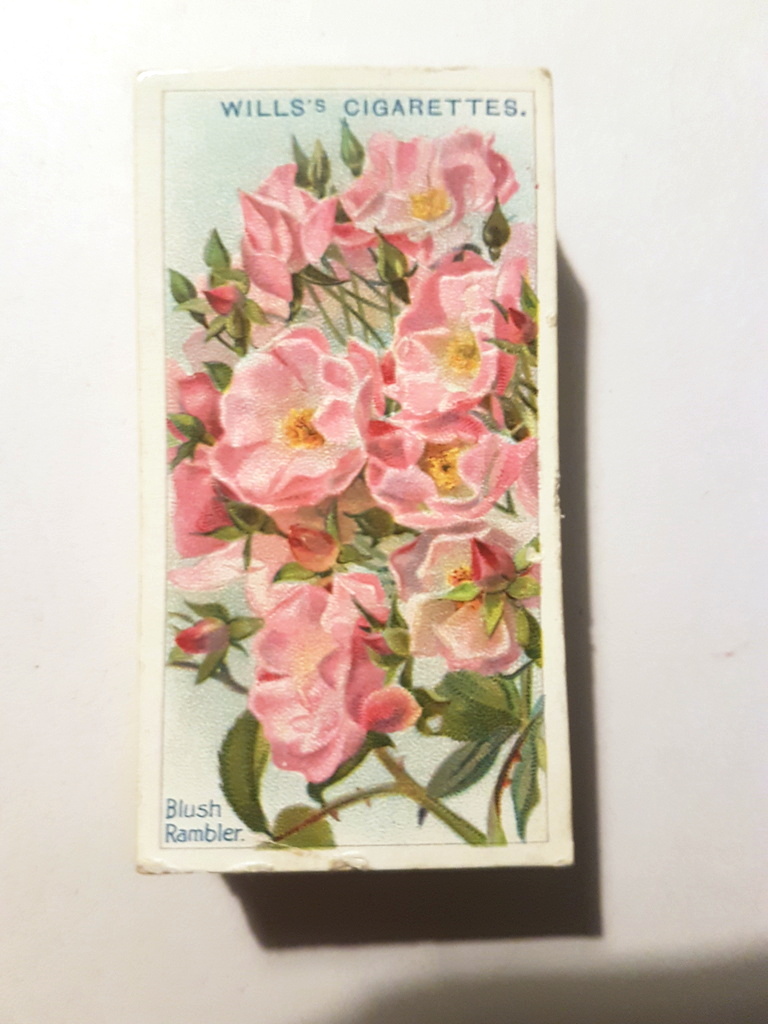 Photo of the front of these Roses (2nd) cigarette cards