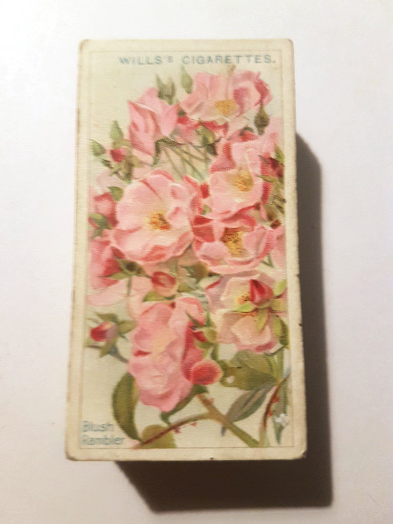 Photo of the front of these Roses (1926) cigarette cards