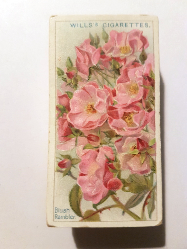 Photo of the front of these Roses (1926) cigarette cards