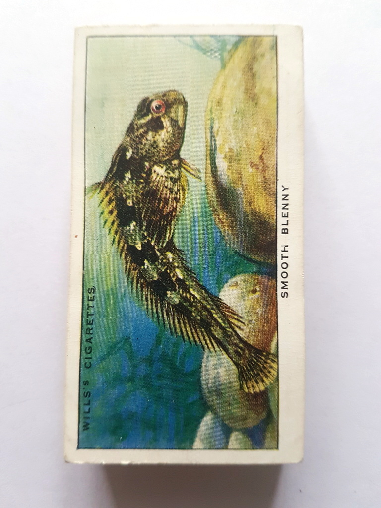 Photo of the front of these The Sea Shore cigarette cards