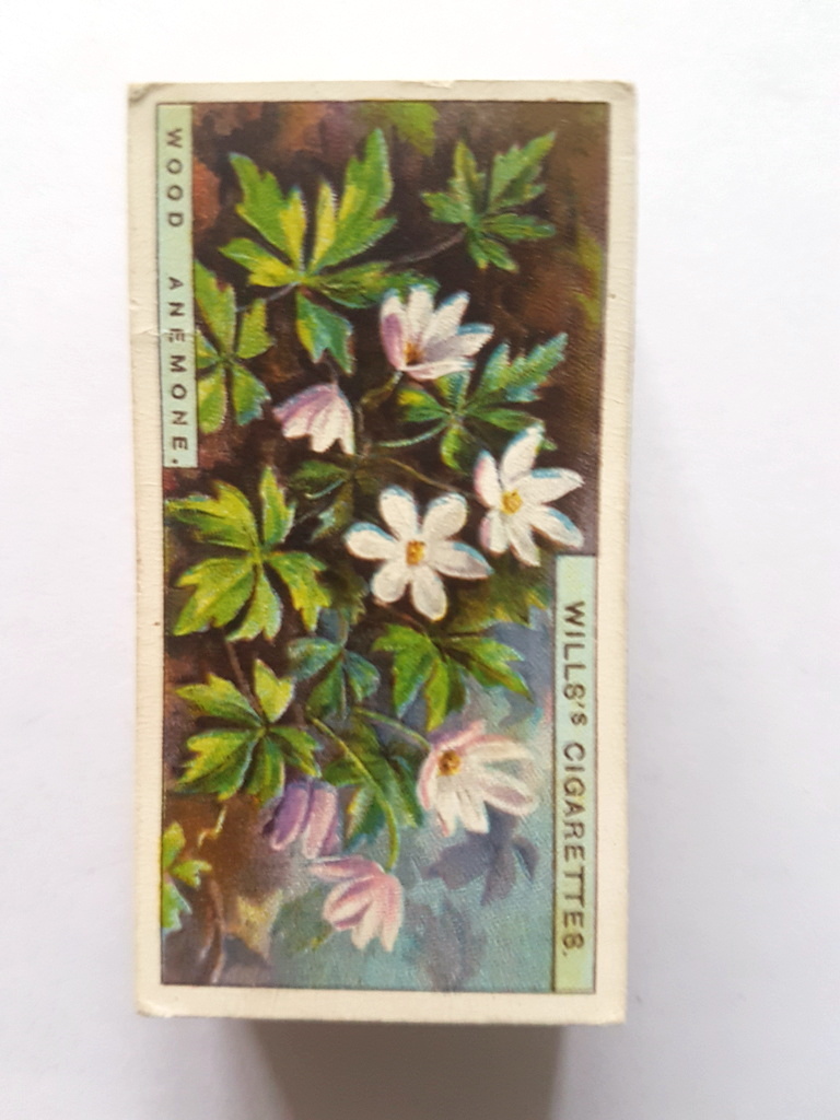 Photo of the front of these Wild Flowers (1923) cigarette cards