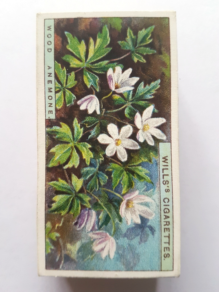 Photo of the front of these Wild Flowers (1923) cigarette cards