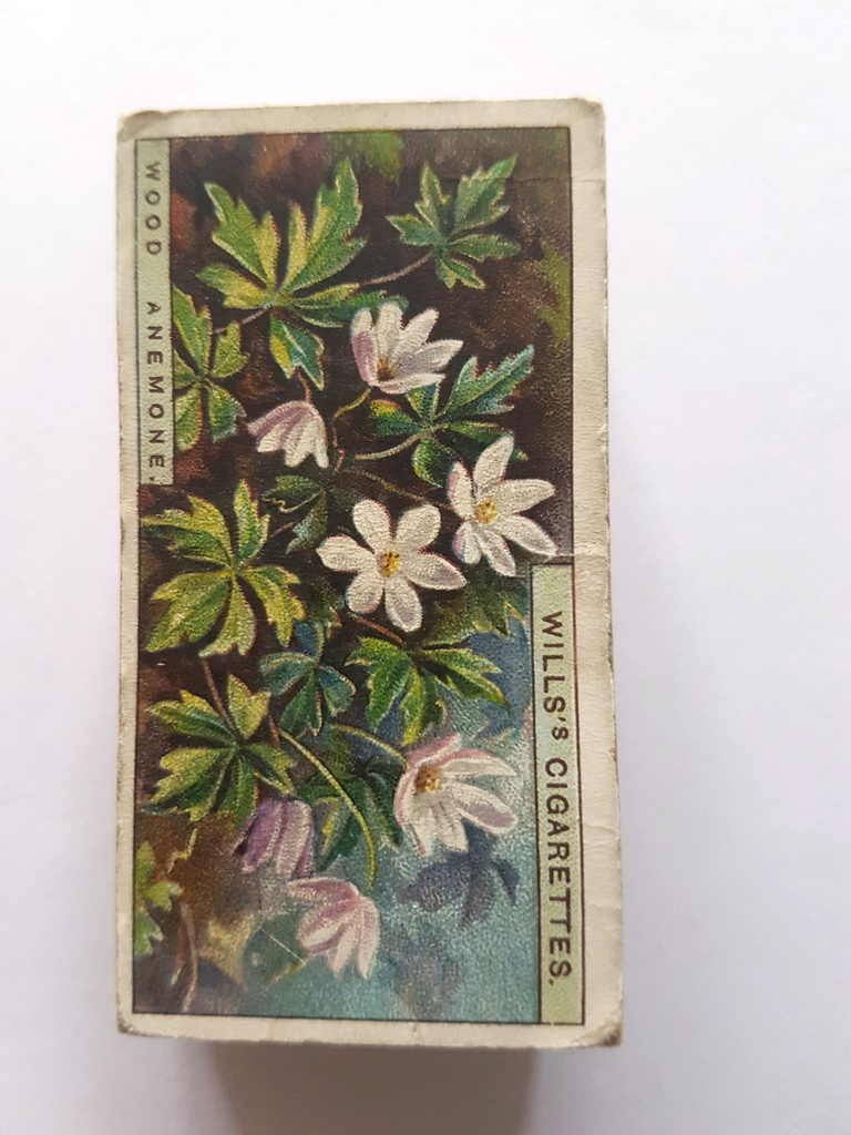 Photo of the front of these Wild Flowers (1923) cigarette cards