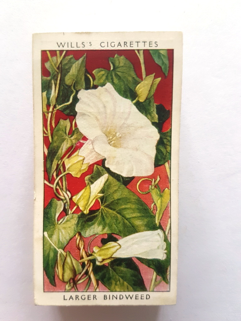 Photo of the front of these Wild Flowers (1936) cigarette cards