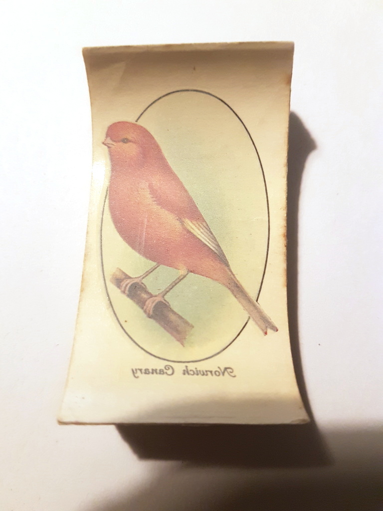 Photo of the front of these Aviary and Cage Birds (transfers) cigarette cards