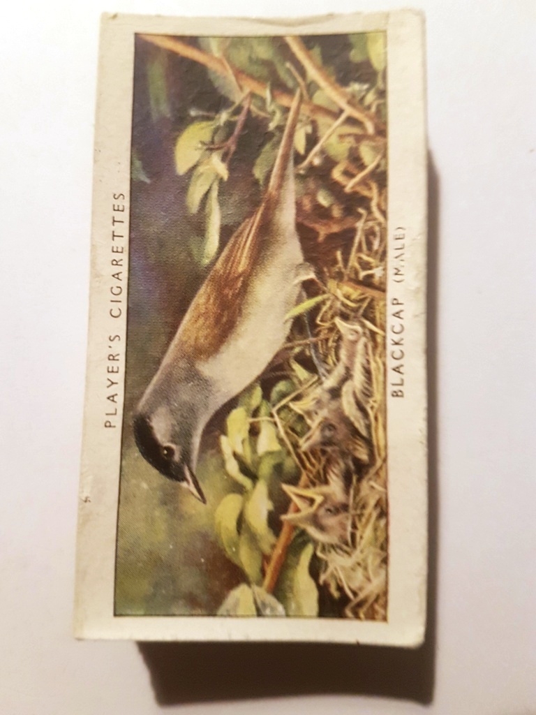 Photo of the front of these Birds and Their Young cigarette cards