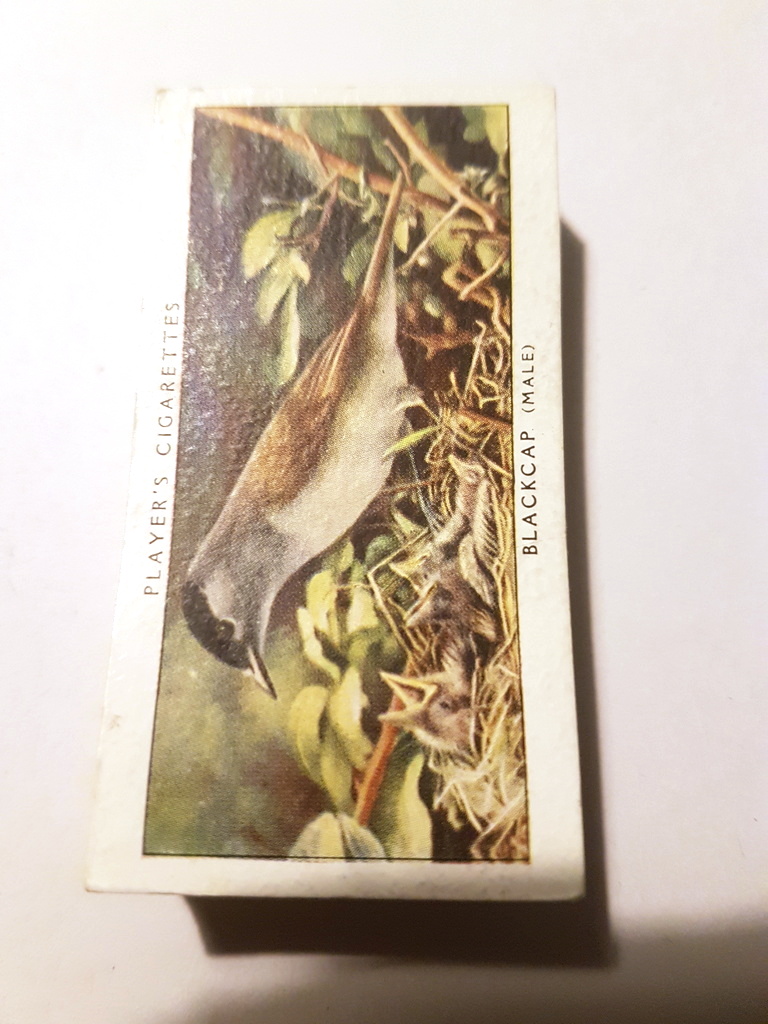 Photo of the front of these Birds and Their Young cigarette cards