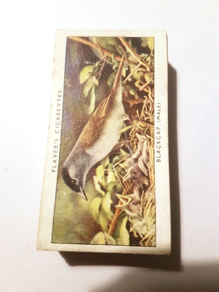 Photo of the front of these Birds and Their Young cigarette cards