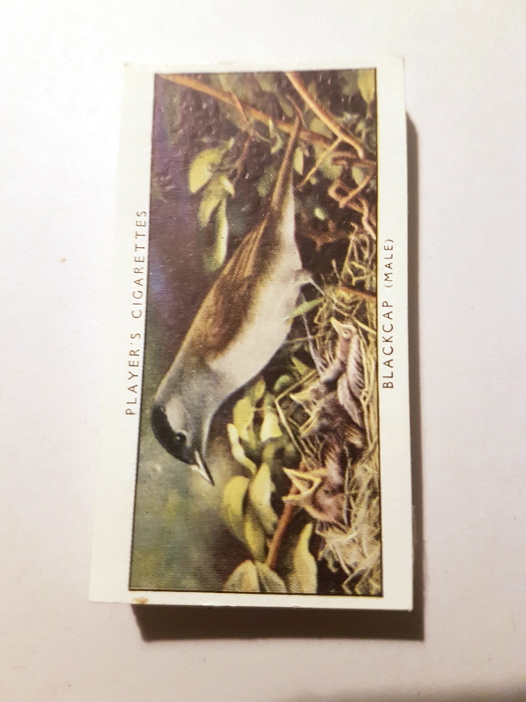 Photo of the front of these Birds and Their Young (unissued, 1st) cigarette cards