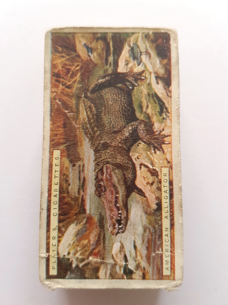 Photo of the front of these Natural History cigarette cards