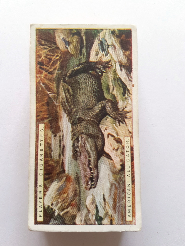 Photo of the front of these Natural History cigarette cards