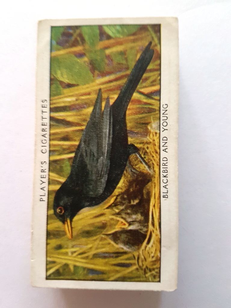 Photo of the front of these Wild Birds cigarette cards