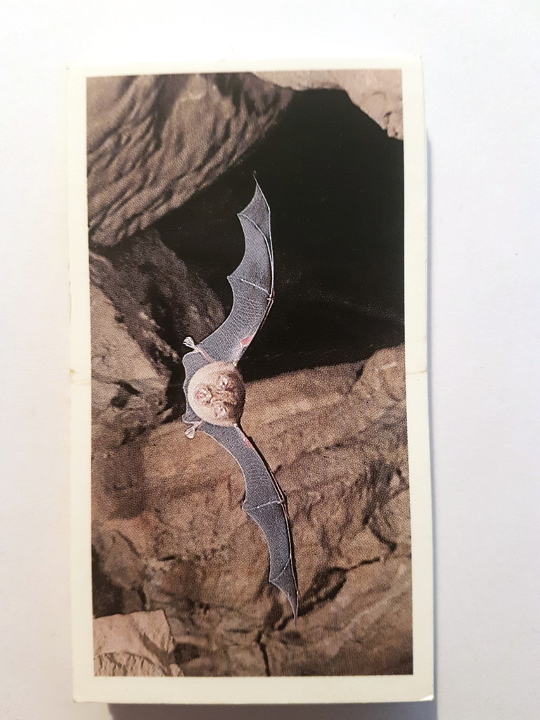 Photo of the front of these Britain's Endangered Wildlife (Doncella) cigarette cards