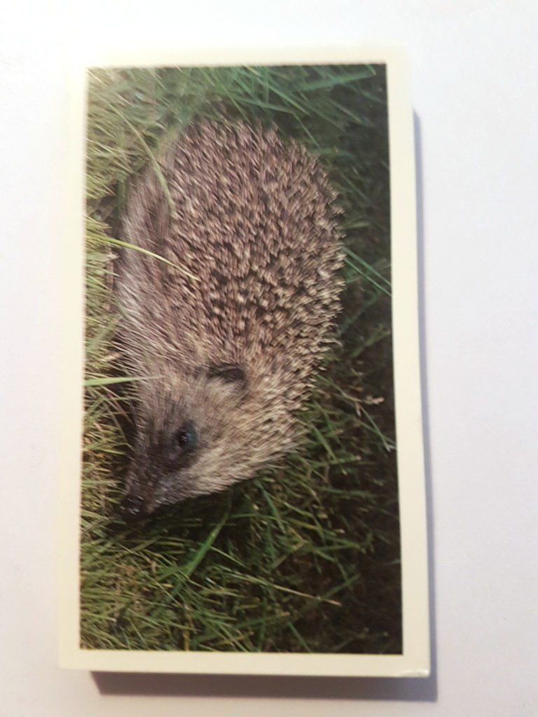 Photo of the front of these Britain's Nocturnal Wildlife (Grandee) cigarette cards