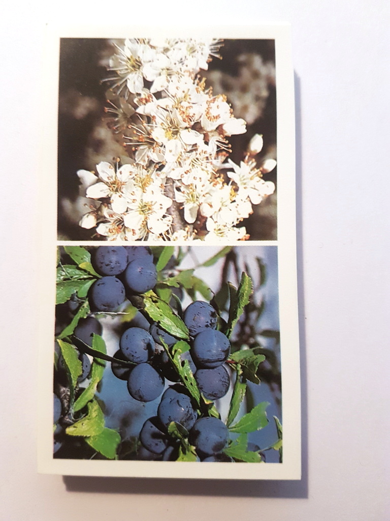 Photo of the front of these Britain's Wayside Wildlife cigarette cards