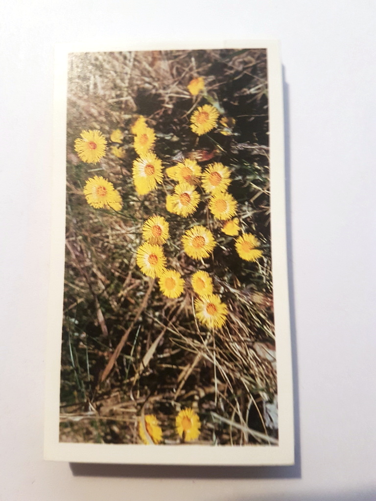 Photo of the front of these Britain's Wild Flowers (Grandee) cigarette cards