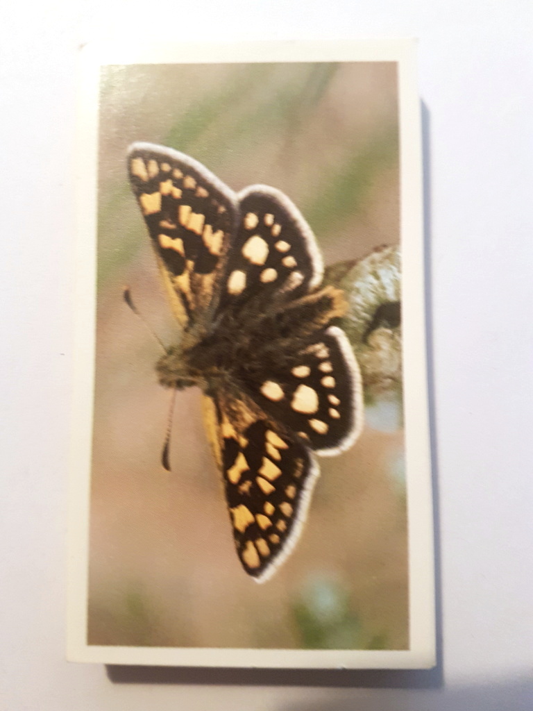 Photo of the front of these British Butterflies (Grandee) cigarette cards