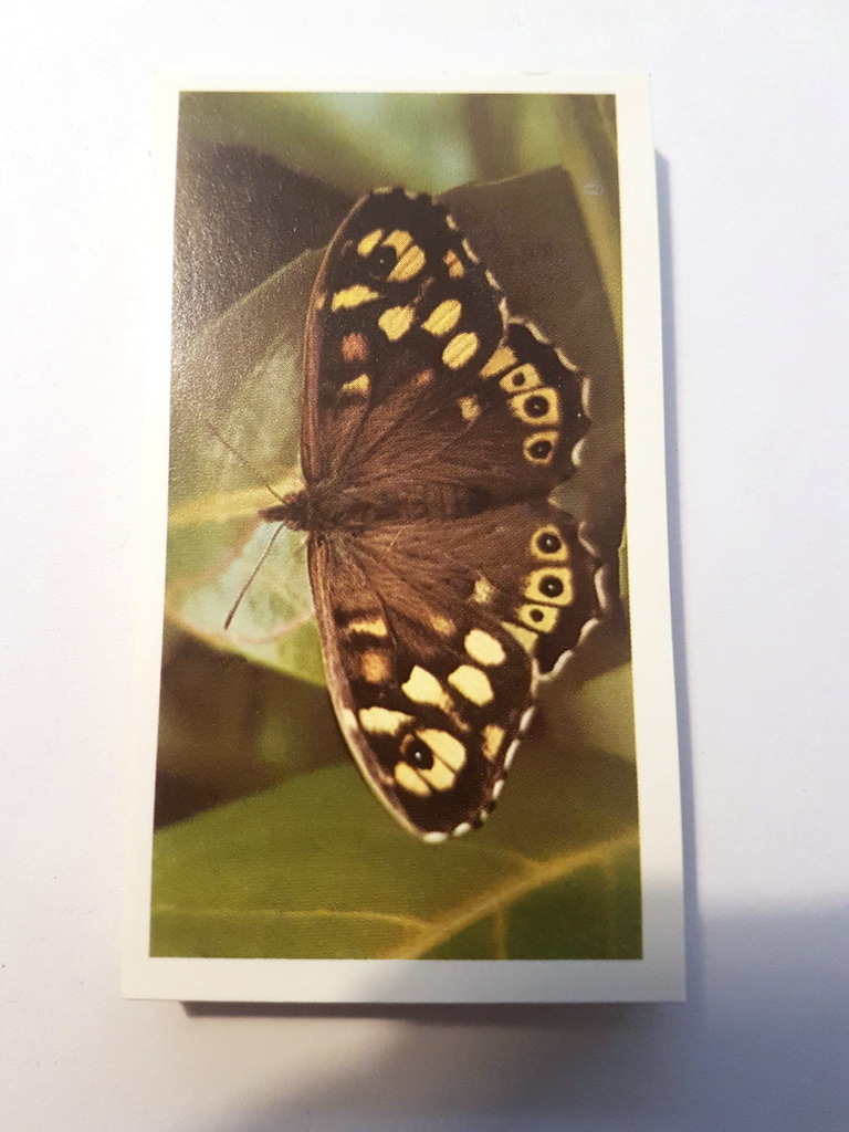 Photo of the front of these British Butterflies (Grandee) cigarette cards