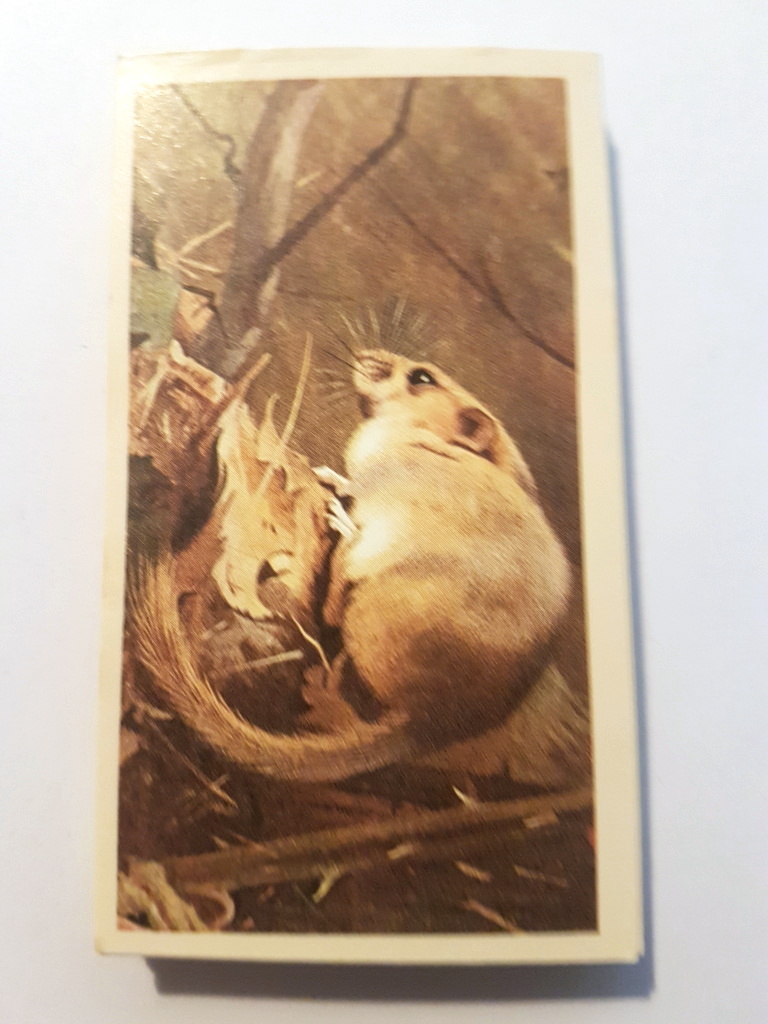 Photo of the front of these British Mammals (Grandee) cigarette cards