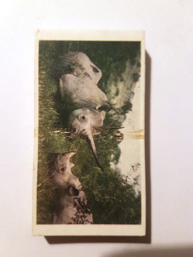 Photo of the front of these Armand & Michaela Denis on Safari (2nd) trade cards