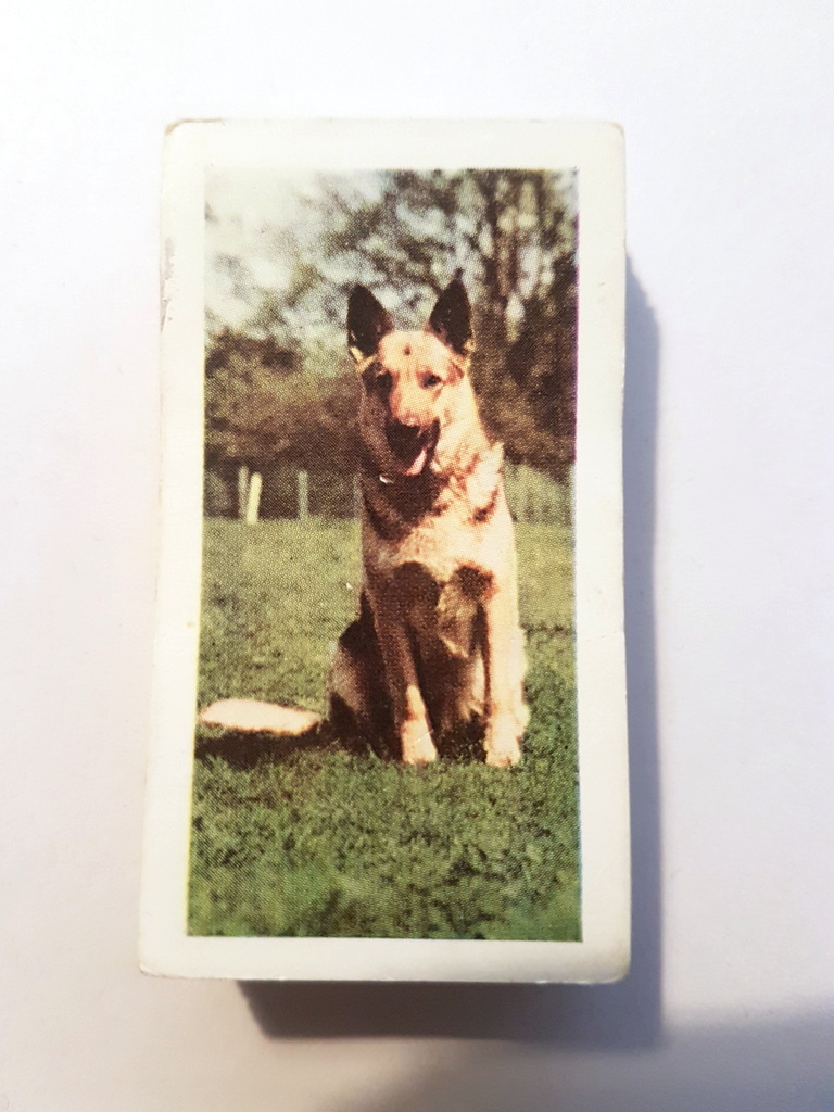 Photo of the front of these Pets tea cards