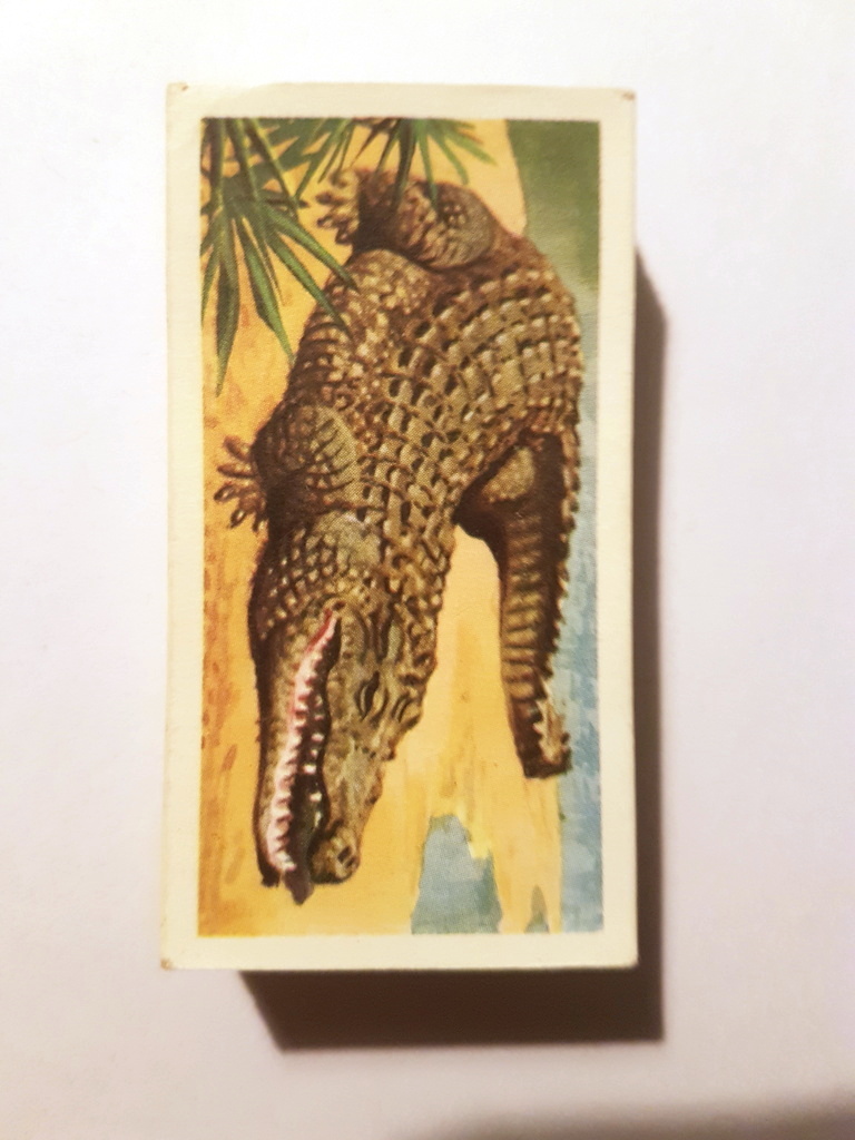 Photo of the front of these African Wild Life tea cards