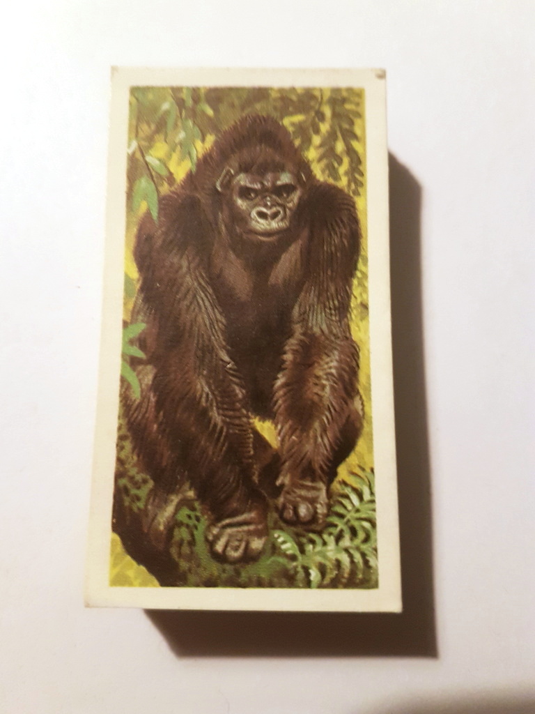 Photo of the front of these African Wild Life tea cards