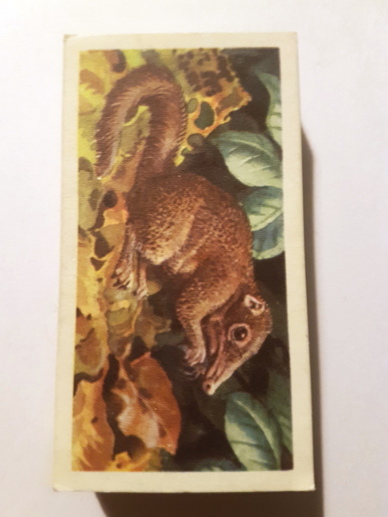 Photo of the front of these Asian Wild Life tea cards