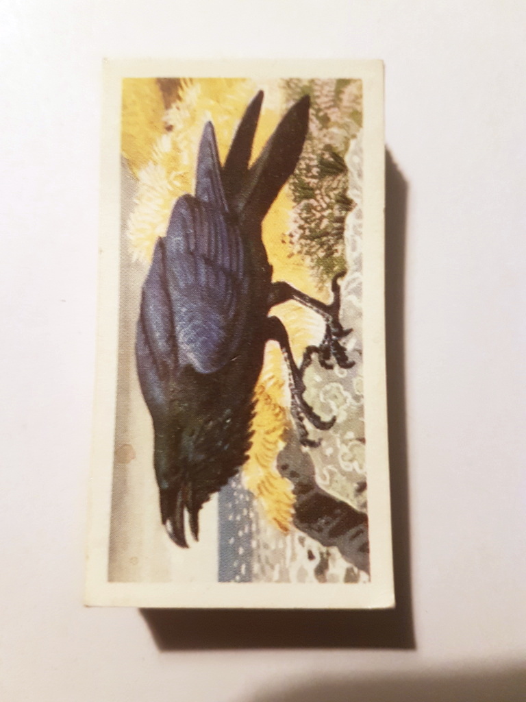 Photo of the front of these Bird Portraits (with address) tea cards