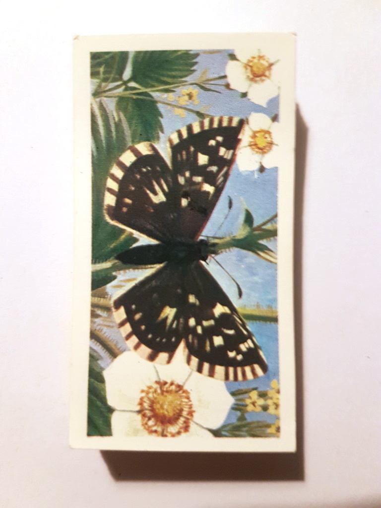 Photo of the front of these British Butterflies (black back) tea cards