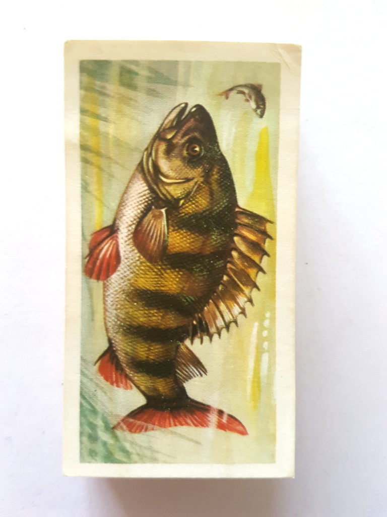 Photo of the front of these Freshwater Fish tea cards