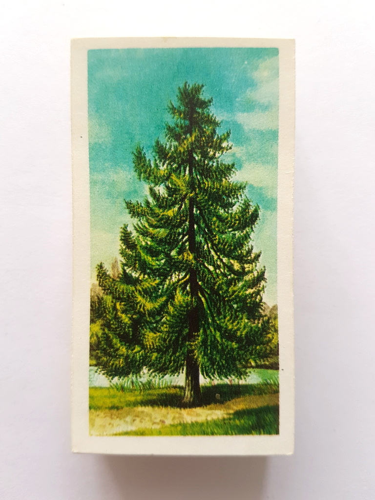 Photo of the front of these Trees in Britain tea cards