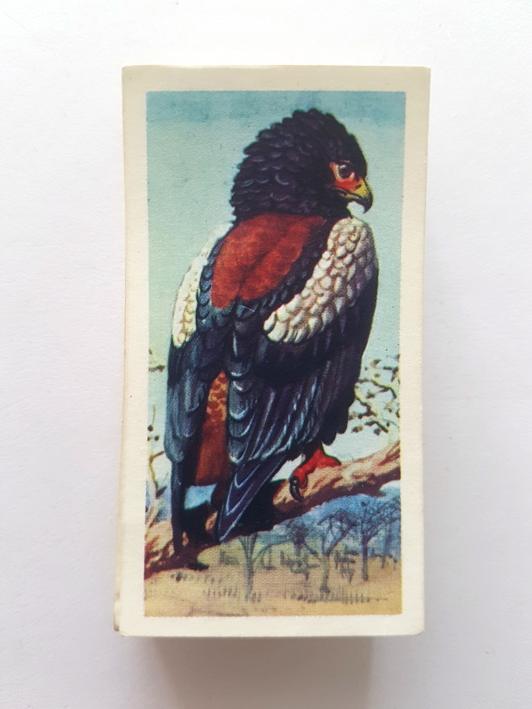 Photo of the front of these Tropical Birds tea cards