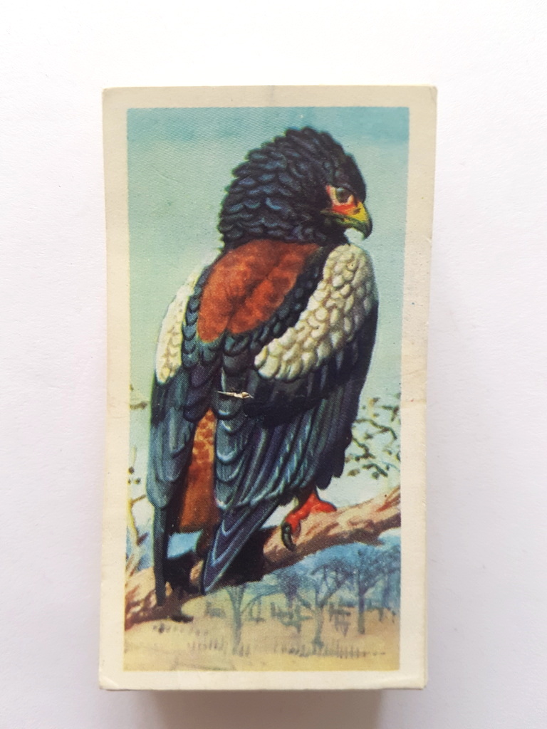 Photo of the front of these Tropical Birds tea cards