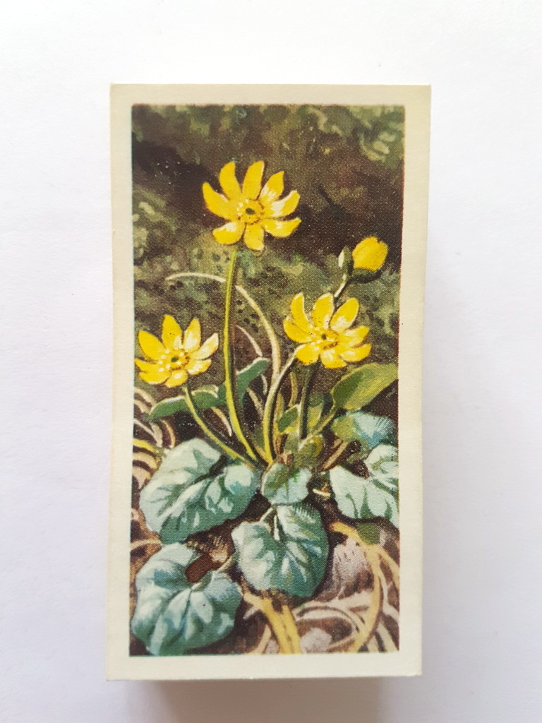 Photo of the front of these Wild Flowers (Series 2, "issued by") tea cards