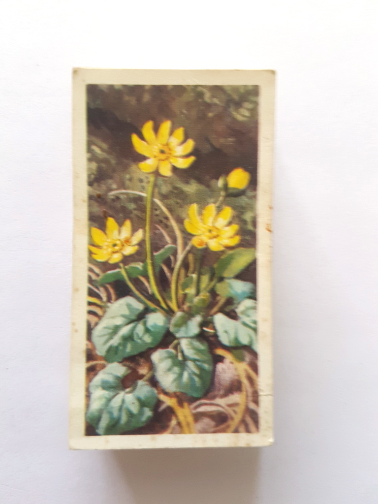 Photo of the front of these Wild Flowers (Series 2, "issued by") tea cards