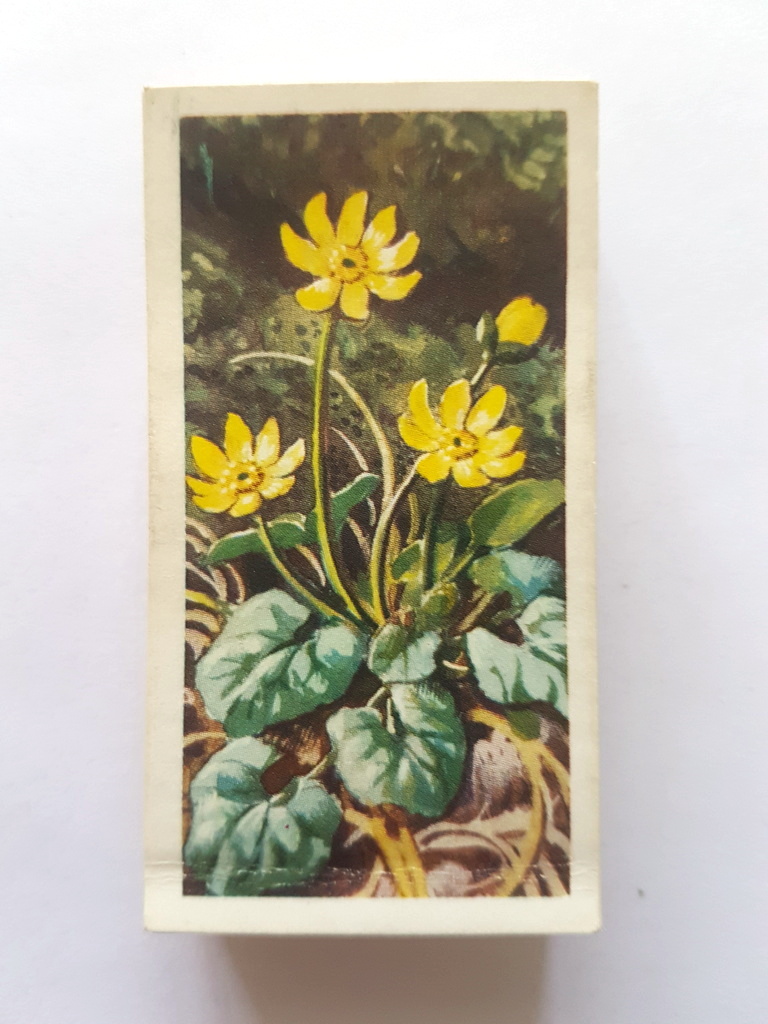 Photo of the front of these Wild Flowers (Series 2, "issued by") tea cards