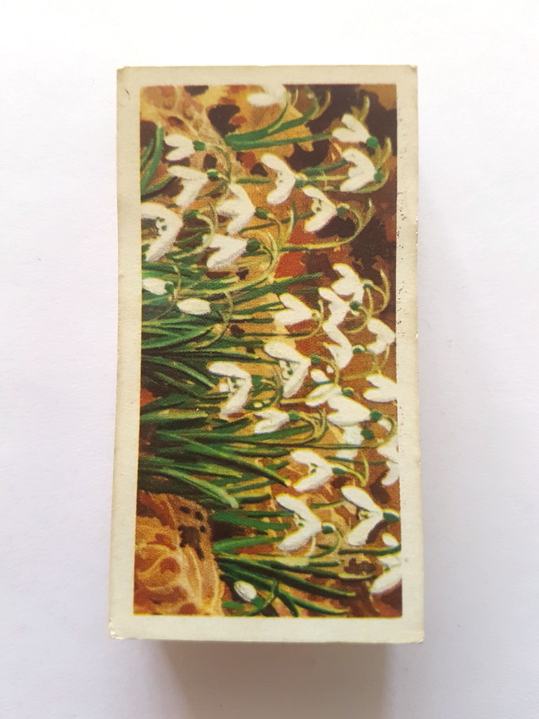 Photo of the front of these Wild Flowers (Series 3) tea cards