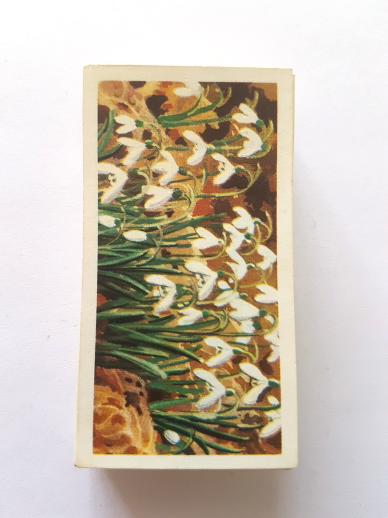 Photo of the front of these Wild Flowers (Series 3) tea cards