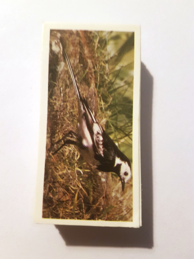 Photo of the front of these British Birds cigarette cards